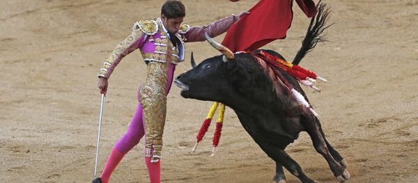 In a Sunday, October 9, 2016 file photo, Spanish bullfighter Mario Palacios performs with an Aguadulce ranch fighting bull during a bullfight at the Las Ventas bullring in Madrid, Spain. - Sputnik International