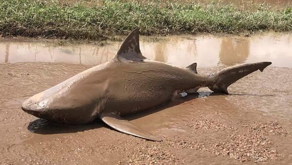 An undated supplied image released March 30, 2017, shows a bull shark that was found in a puddle near the town of Ayr, located south of Townsville, following flooding in the area from heavy rains associated with Cyclone Debbie in Australia. - Sputnik International