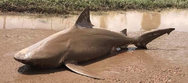 An undated supplied image released March 30, 2017, shows a bull shark that was found in a puddle near the town of Ayr, located south of Townsville, following flooding in the area from heavy rains associated with Cyclone Debbie in Australia. - Sputnik International