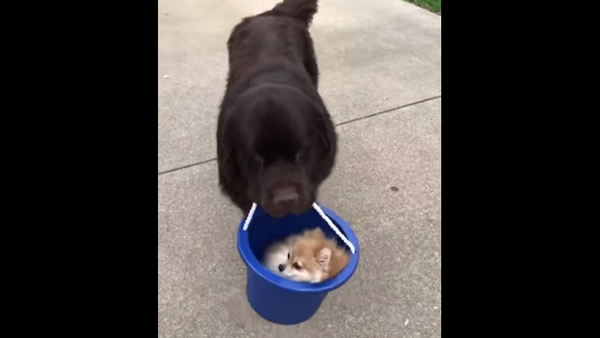 Big Pup Carries Lil’ Pomeranian in Bucket - Sputnik International