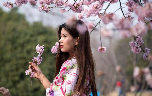 Fleeting Beauty: Cherry Blossoms Bloom Across the World - Sputnik International