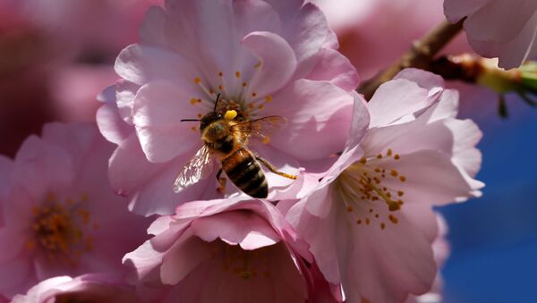 A bee searches for pollen among cherry blossoms on a sunny spring day in Lausanne, Switzerland March 20, 2017 - Sputnik International