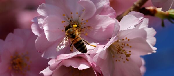 A bee searches for pollen among cherry blossoms on a sunny spring day in Lausanne, Switzerland March 20, 2017 A bee searches for pollen among cherry blossoms on a sunny spring day in Lausanne, Switzerland March 20, 2017 - Sputnik International