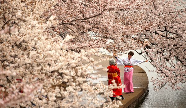 Fleeting Beauty: Cherry Blossoms Bloom Across the World - Sputnik International