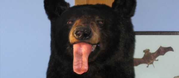 April Fool's Bear - Sputnik International