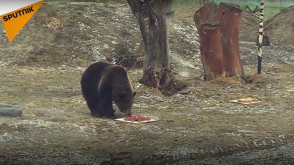 Bears Predict Summer Weather - Sputnik International