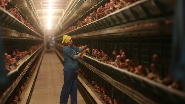 Work at 1st Minsk Poultry Factory in Minsk Region - Sputnik International