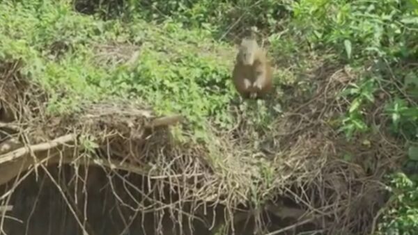 Capybara Jumps in the Water to Escape Jaguar - Sputnik International
