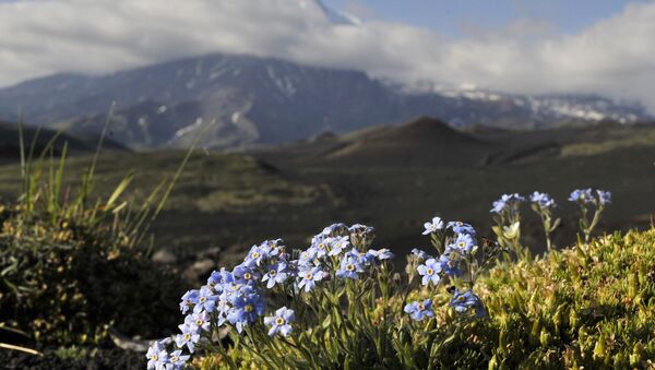 Mountain flowers in the Greater Tolbachic fissure eruption (BFTE) in the Kamchatka region - Sputnik International