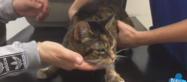 Emergency vodka treatment for poisoned cat - Sputnik International