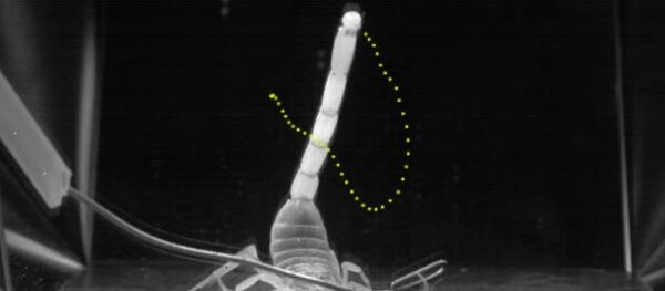 To know a scorpion by its tail: the tail strike of scorpions differs between species - Sputnik International