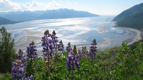 Lupine grows along Bird Ridge Trail on Thursday, June 13, 2013, in Anchorage, Alaska. June is prime alpine wildflower season along the Chugach State Park trail that overlooks Turnagain Arm.The trail begins 25 miles south of downtown Anchorage. - Sputnik International