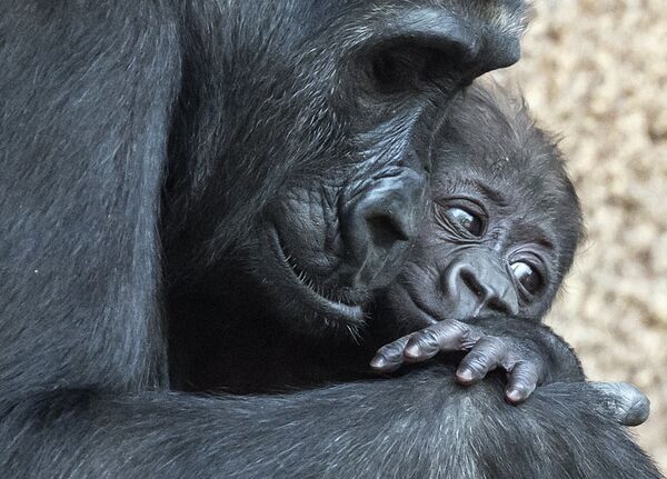 Baby gorilla relaxes on her mother Kibara at the zoo in Leipzig, Germany, Thursday, Feb. 16, 2017. The female baby gorilla was born on Dec. 4, 2016 and was named Kianga on Thursday. - Sputnik International
