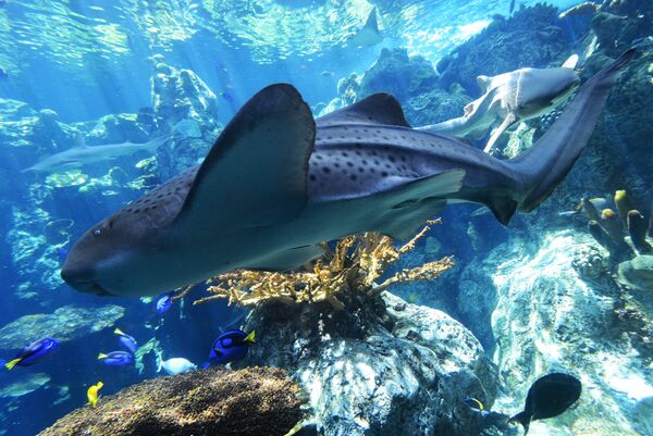 Zebra shark swims at the Aquarium of the Pacific in Long Beach, California, on April 26, 2012.T - Sputnik International