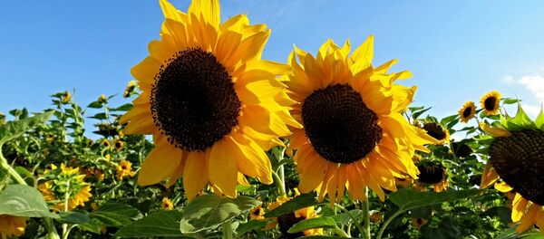 Sunflower - Sputnik International