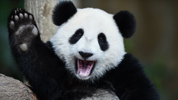 One-year-old female giant panda cub Nuan Nuan reacts inside her enclosure during joint birthday celebrations for the panda and its ten-year-old mother Liang Liang at the National Zoo in Kuala Lumpur on August 23, 2016. - Sputnik International