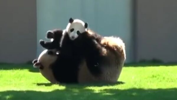 Panda plays with her baby - Sputnik International