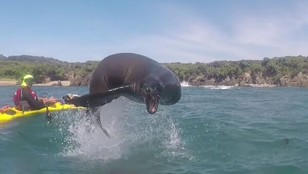 Sea Lion Leaps Over Kayakers - Sputnik International