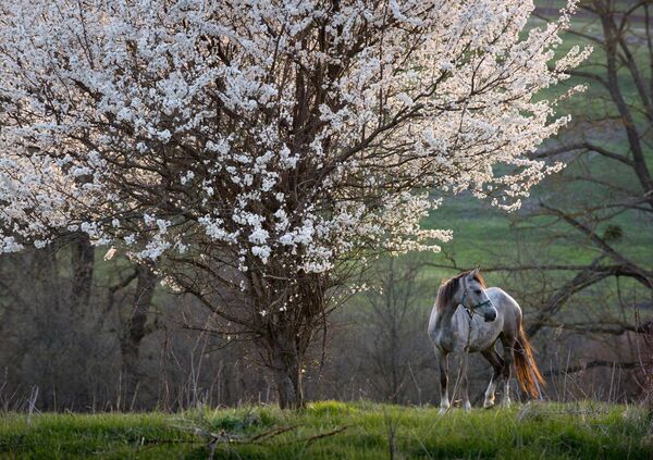 Spirit of the Wild: Meet the Graceful Stallions of Crimea - Sputnik International
