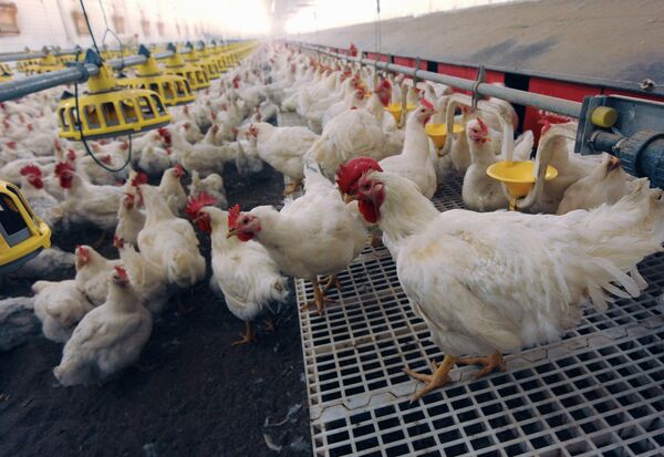 The Nagaibaksky poultry-breeding facility in the Chelyabinsk Region The Nagaibaksky poultry-breeding facility in the Chelyabinsk Region - Sputnik International