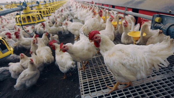 The Nagaibaksky poultry-breeding facility in the Chelyabinsk Region - Sputnik International
