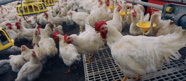 The Nagaibaksky poultry-breeding facility in the Chelyabinsk Region The Nagaibaksky poultry-breeding facility in the Chelyabinsk Region - Sputnik International