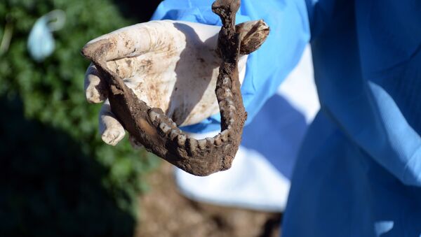 This image released by the the Mass Graves Directorate of the Kurdish Regional Government shows a human jaw bone exhumed from a mass grave containing Yazidis killed by Islamic State militants in the Sinjar region of northern Iraq in 2015 - Sputnik International