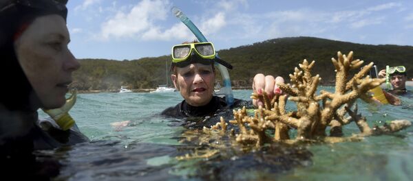 a piece of coral on the Great Barrier Reef off Great Keppel Island, Queensland, Australia a piece of coral on the Great Barrier Reef off Great Keppel Island, Queensland, Australia - Sputnik International