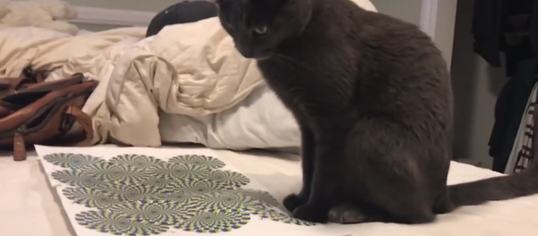 Cat Gets Brain Workout From Hypnotizing Optical Illusion Cat Gets Brain Workout From Hypnotizing Optical Illusion - Sputnik International