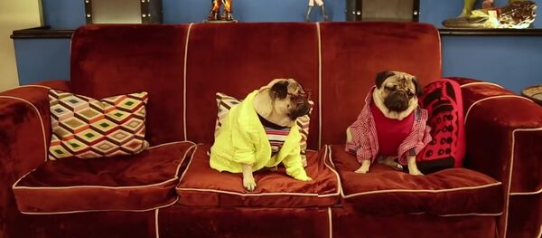 The Big Pug Theory The Big Pug Theory - Sputnik International