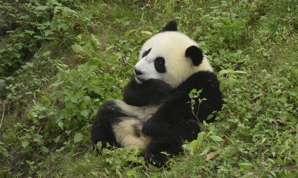 An early photo of one-year-old Wu Wen at home in Dujiangyan base of the China Conservation and Research Center for Giant Panda in Chengdu, Sichuan Province An early photo of one-year-old Wu Wen at home in Dujiangyan base of the China Conservation and Research Center for Giant Panda in Chengdu, Sichuan Province - Sputnik International