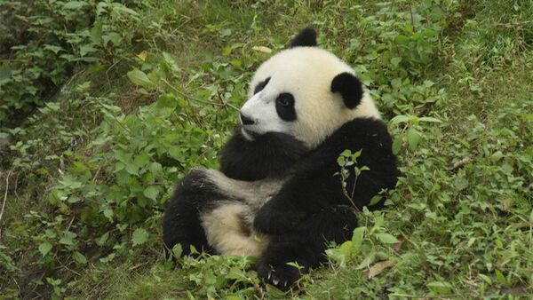 An early photo of one-year-old Wu Wen at home in Dujiangyan base of the China Conservation and Research Center for Giant Panda in Chengdu, Sichuan Province - Sputnik International