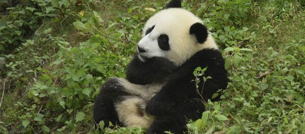 An early photo of one-year-old Wu Wen at home in Dujiangyan base of the China Conservation and Research Center for Giant Panda in Chengdu, Sichuan Province - Sputnik International
