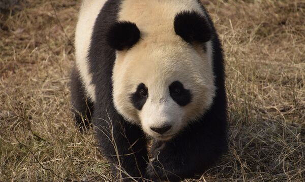 Two-year-old Xing Ya at home in Dujiangyan base of the China Conservation and Research Center for Giant Panda in Chengdu, Sichuan Province Two-year-old Xing Ya at home in Dujiangyan base of the China Conservation and Research Center for Giant Panda in Chengdu, Sichuan Province - Sputnik International