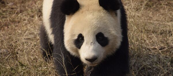 Two-year-old Xing Ya at home in Dujiangyan base of the China Conservation and Research Center for Giant Panda in Chengdu, Sichuan Province - Sputnik International