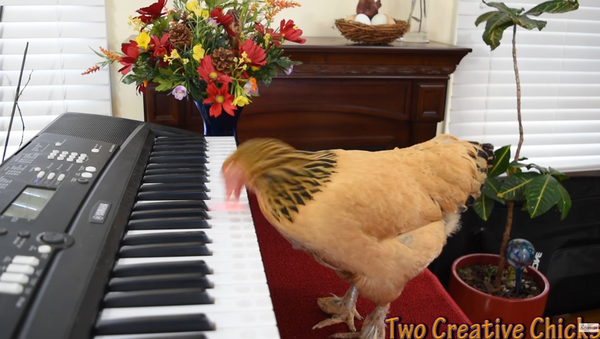 Musical Chicken Plays the Classics - Sputnik International