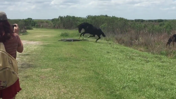 Horse Attacks an Alligator Only in Florida - Sputnik International