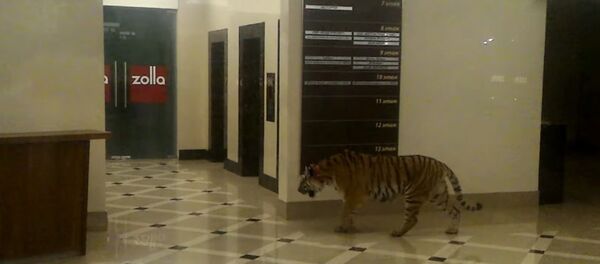 Not just bears: Tiger walking freely in Russian mall Not just bears: Tiger walking freely in Russian mall - Sputnik International