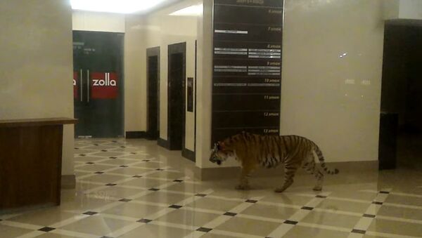 Not just bears: Tiger walking freely in Russian mall - Sputnik International