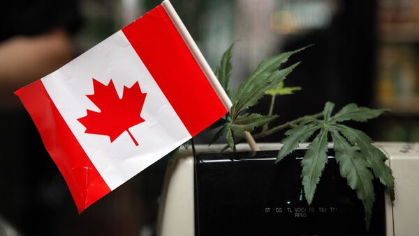 A cash register is adorned with a Canadian flag and imitation marijuana leaves at the BC Marijuana Party Headquarters in Vancouver, British Columbia, Tuesday, Feb. 23, 2010. - Sputnik International
