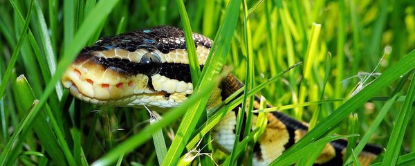 Python Python - Sputnik International