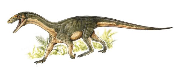 This artist's rendering provided by Gabriel Lio in April 2017 shows the Teleocrater rhadinus, a four-legged, meat-eating reptile and a close relative of dinosaurs. This artist's rendering provided by Gabriel Lio in April 2017 shows the Teleocrater rhadinus, a four-legged, meat-eating reptile and a close relative of dinosaurs. - Sputnik International