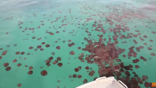 Red Tide: Horde of Jellyfish Invade Australian Coast - Sputnik International