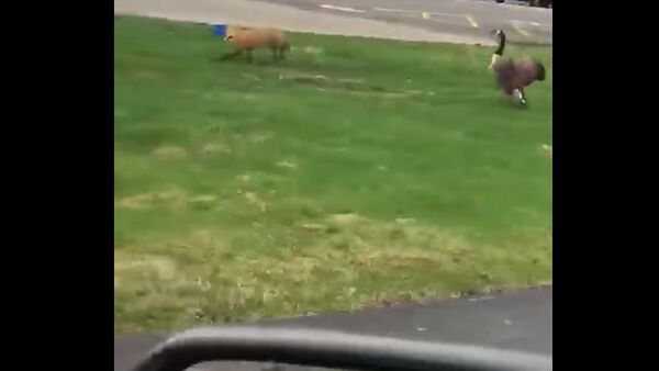 Intense face off between a Canadian goose and a fox - Sputnik International