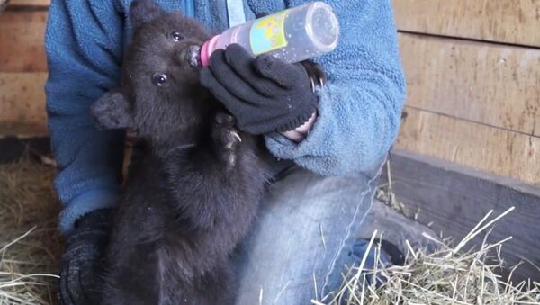 Four Orphaned Bear Cubs Rescued Near Krasnoyarsk, Russia - Sputnik International