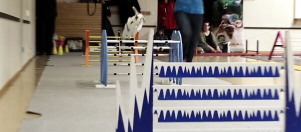 Kaninhoppning - Sputnik International