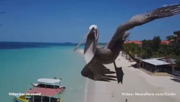 Pelican crashes into a DRONE above a beach in Jamaica - Sputnik International
