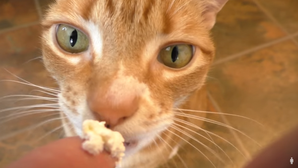 Cat Can't Get Enough Whipped Cream - Sputnik International