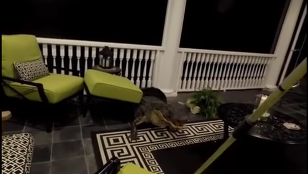 Mount Pleasant Alligator Caught on Video - Sputnik International