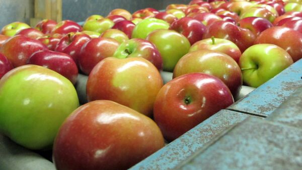 apples moving along a conveyor line - Sputnik International